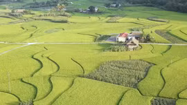 Bám đồng giữ năng suất vụ mùa