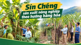 Sín Chéng sản xuất nông nghiệp theo hướng hàng hóa