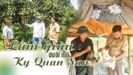 Làm giàu dưới núi Ky Quan San