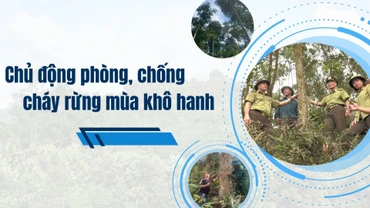 Chủ động phòng, chống cháy rừng mùa khô hanh