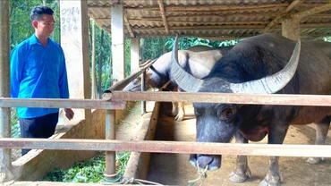 Nông dân Lào Cai vươn lên làm giàu từ quê hương