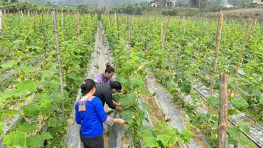 Lời giải cho bài toán “được mùa mất giá”