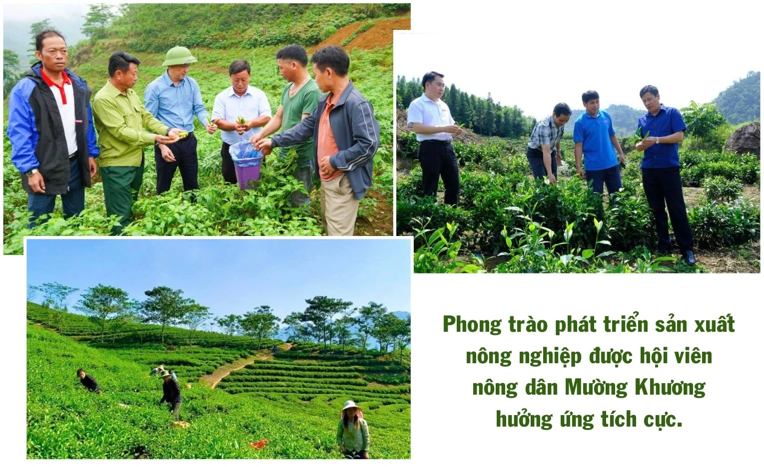 ngo-thu-nhap-bap-benh-trong-khi-chuoi-bi-benh-khien-gia-dinh-anh-ho-gap-kho-418.jpg