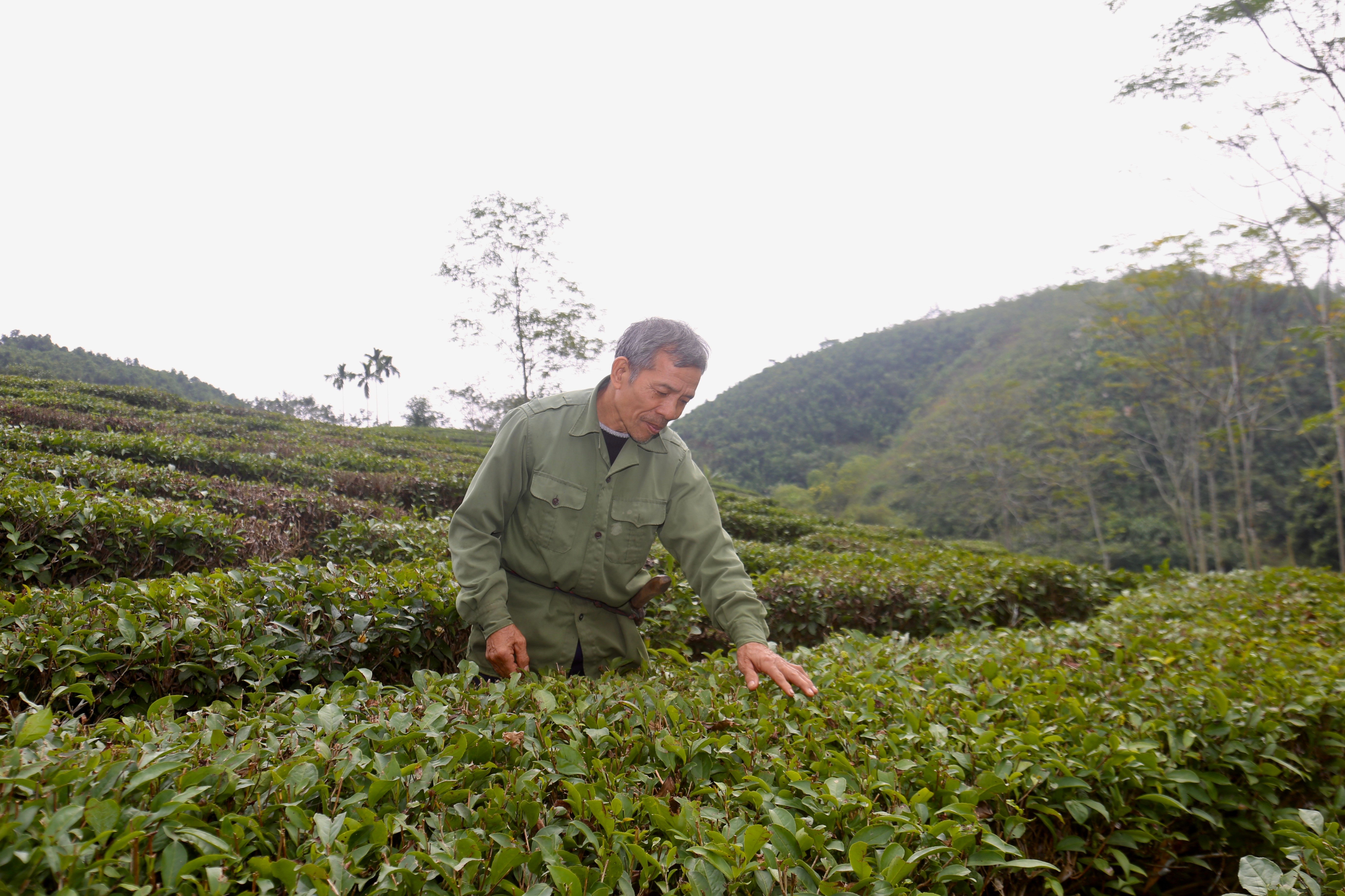 Att odla kanel och Bat Tien-te ger Mr. Mac en stabil inkomst. img-8843.jpg