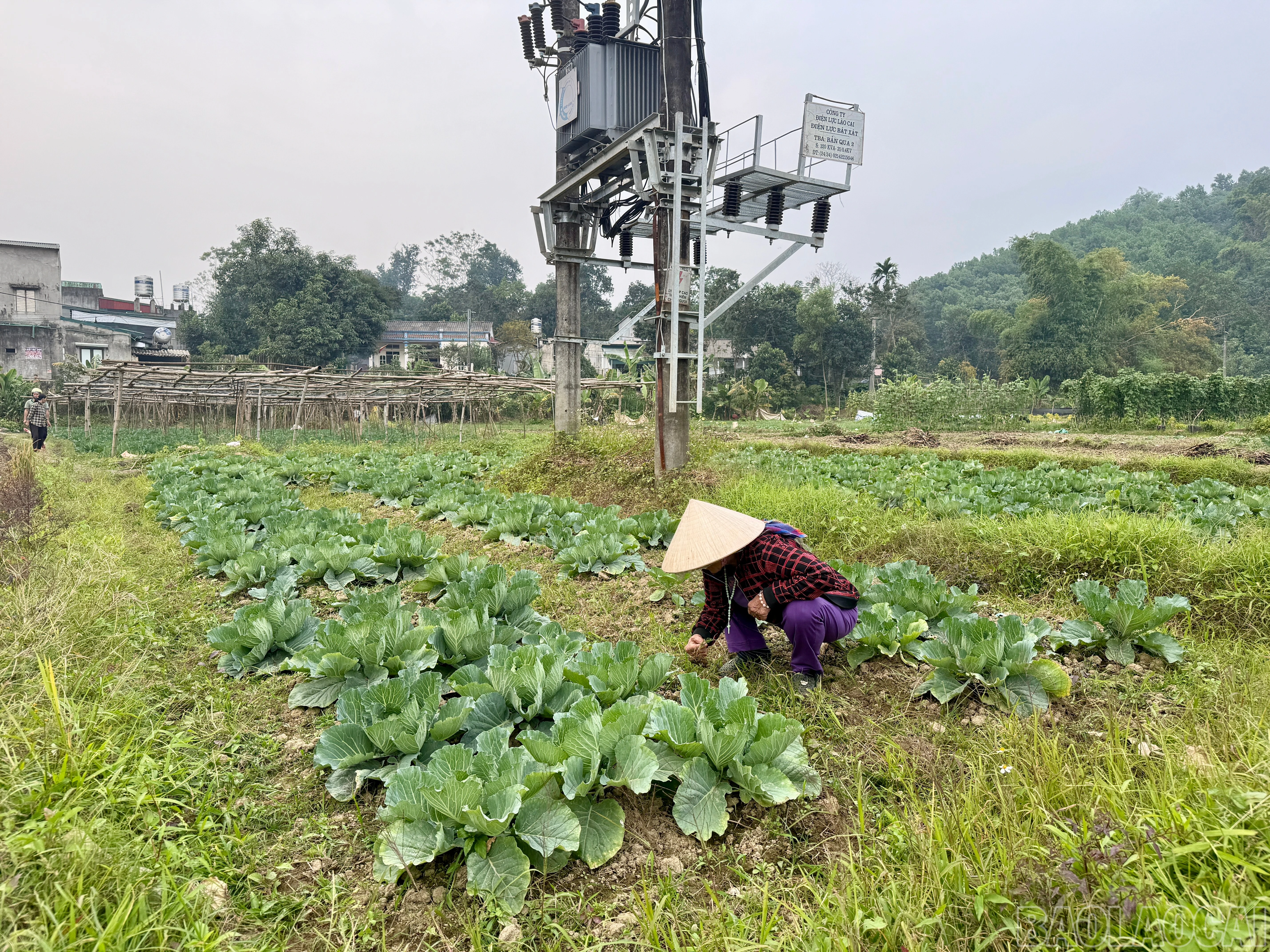 baolaocai-br_img-9854.jpg