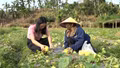 Thu nhập cao từ trồng dưa lê an toàn ở phường Âu Lâu