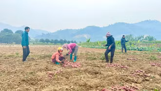 Những bãi bồi hồi sinh - cho mùa bội thu