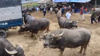 Khám phá chợ trâu Bắc Hà - sàn giao dịch trâu, bò lớn nhất Tây Bắc