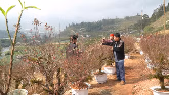 "Thủ phủ" nhất chi mai vào vụ Tết