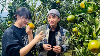 Mường Khương bước vào vụ thu hoạch quýt đặc sản