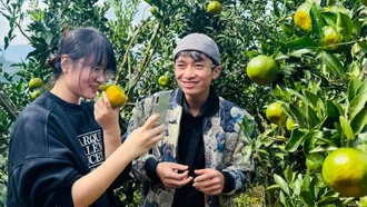 Mường Khương bước vào vụ thu hoạch quýt đặc sản