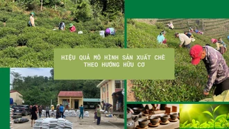 Hiệu quả mô hình sản xuất chè theo hướng hữu cơ