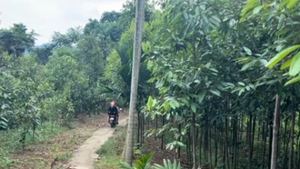 Đêm có mưa rào, ngày giảm mây, trời nắng