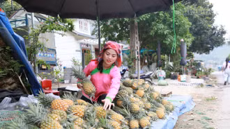 Giá dứa đạt cao, nông dân phấn khởi mở rộng diện tích