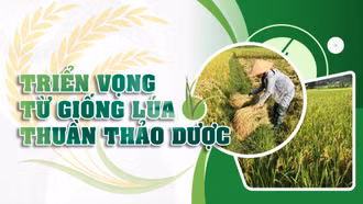 Triển vọng từ giống lúa thuần thảo dược