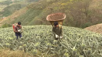 Dứa được giá, người dân phấn khởi