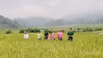 Đánh giá mô hình lúa Séng cù hữu cơ tại xã Mường Vi