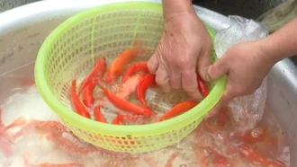 Thị trường cá chép đỏ trong dịp Tết ông Công, ông Táo