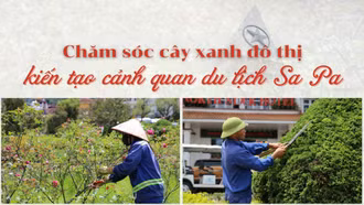 Chăm sóc cây xanh đô thị kiến tạo cảnh quan du lịch Sa Pa