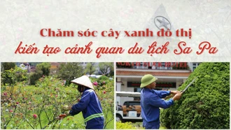 Chăm sóc cây xanh đô thị kiến tạo cảnh quan du lịch Sa Pa