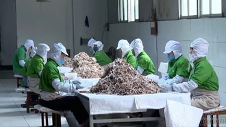 Nâng cao giá trị tre măng sau chế biến