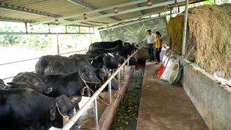 Chủ động các biện pháp phòng chống rét cho gia súc