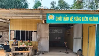 Văn Bàn: Tăng cường 6 chốt bảo vệ rừng mùa khô hanh
