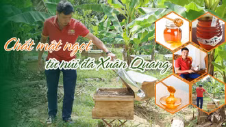 Chắt mật ngọt từ núi đá Xuân Quang