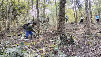 Khu Bảo tồn thiên nhiên Bát Xát thực hiện phát dọn, thu gom vật liệu cháy tại khu vực có nguy cơ cao