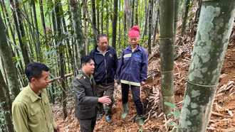 Dừng khai thác măng vầu tại Văn Bàn từ ngày 1/3