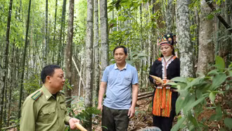 Khai thác măng vầu – sinh kế gắn với bảo vệ rừng