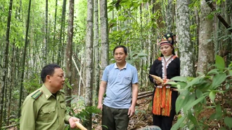 Khai thác măng vầu – sinh kế gắn với bảo vệ rừng