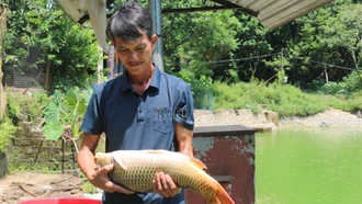 Lào Cai có 1 nông dân và 1 hợp tác xã nông nghiệp được vinh danh toàn quốc