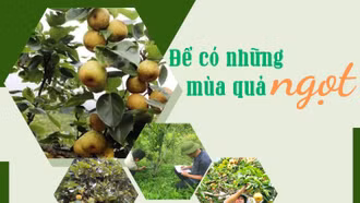 Để có những mùa quả ngọt