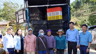 Hỗ trợ con giống, vật tư xây dựng mô hình chăn nuôi gà an toàn sinh học tại xã Phong Hải