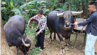 Tăng cường các biện pháp bảo vệ đàn gia súc trong giá rét