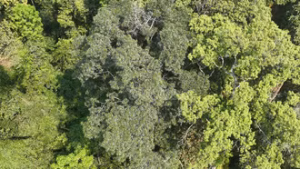 Bảo tồn và phát triển loài thông tre lá dài