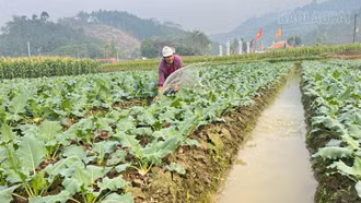 Vụ đông phát huy “hiệu quả kép”