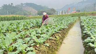 Vụ đông phát huy “hiệu quả kép”