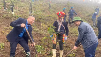 Trồng hơn 1,8 triệu cây dịp Tết trồng cây Xuân Ất Tỵ 2025