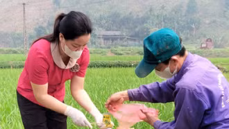 Bảo Yên: 27 ha lúa bị mắc bệnh bạc lá, đốm sọc vi khuẩn