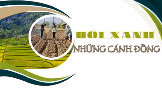 Hồi xanh những cánh đồng