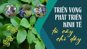 Triển vọng phát triển kinh tế từ cây chè dây