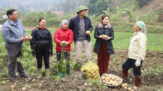 Nông dân Mường Vi phấn khởi vì khoai tây vụ đông “được mùa, được giá”