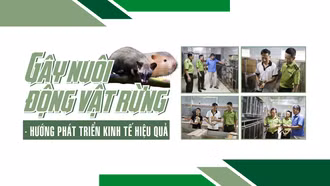 Gây nuôi động vật rừng - hướng phát triển kinh tế hiệu quả