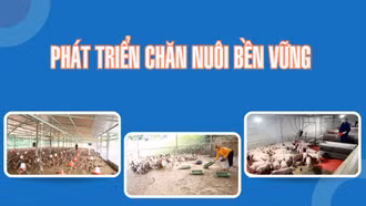 Phát triển chăn nuôi bền vững