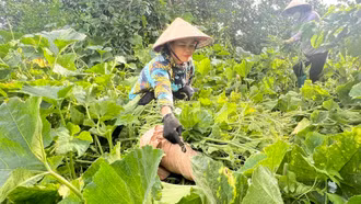 Bát Xát mở rộng mô hình rau hữu cơ