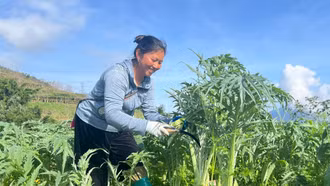 Năm 2026, toàn tỉnh sẽ chuyển đổi hơn 289 ha đất trồng lúa