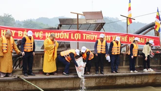 Thả cá phóng sinh tái tạo nguồn lợi thủy sản trên sông Hồng