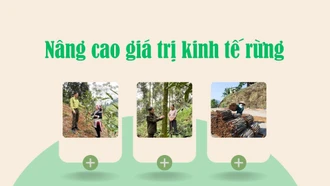 Nâng cao giá trị kinh tế rừng